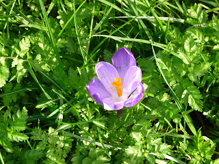 Photo of a pale purple crocus with an orange centre, nestled in grass.