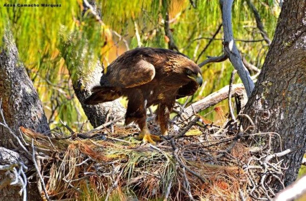 Colaboran Zacatecas y Jalisco en la conservación del águila real