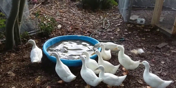 How To Raise Ducks For Beginners?