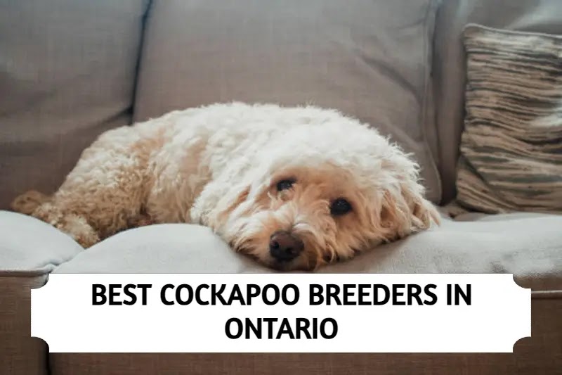 Best Cockapoo Breeders in Ontario
