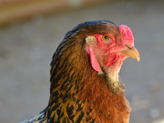 Hen in Puriscal, Costa Rica