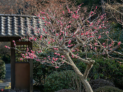 Red Ume (Japanese apricot) flowers: Kaizo-ji