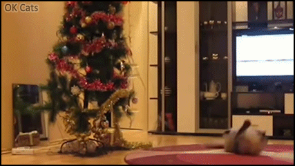 Christmas Cat GIF • Naugthy cat knocking down Xmas tree. “Your ugly tree must die because Xmas time is over!”