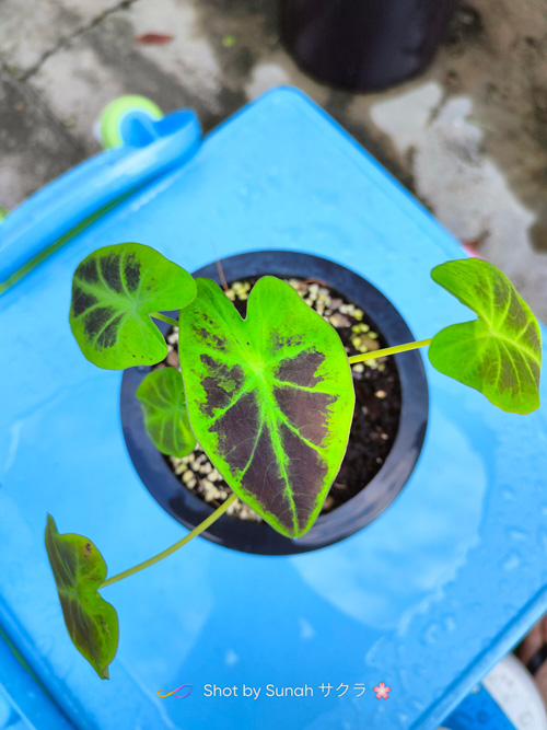 Colocasia Black Ilustris