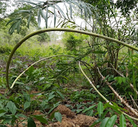 Pengertian Hasil Hutan Bukan Kayu atau HHBK