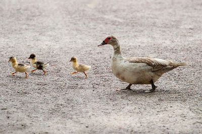 Duck farming In Hindi