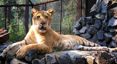 Liger in a Zoo