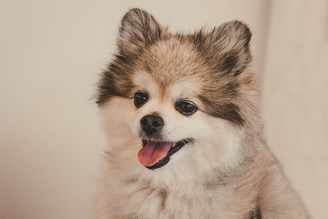 Teacup Pomeranian for Sale