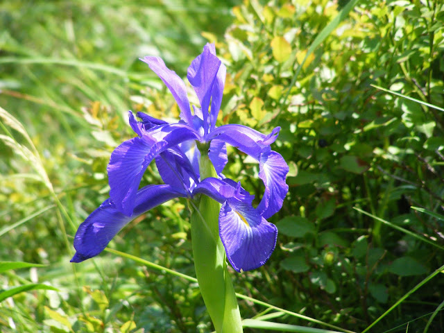 English Iris Iris latifolia, Haute Pyrenees, France. Photo by Loire Valley Time Travel.