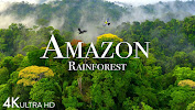 Amazon 4k - Sonidos de la selva