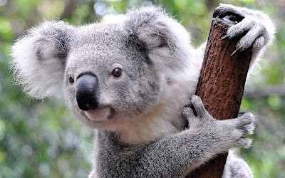 Koala funcionalmente extinto Australia