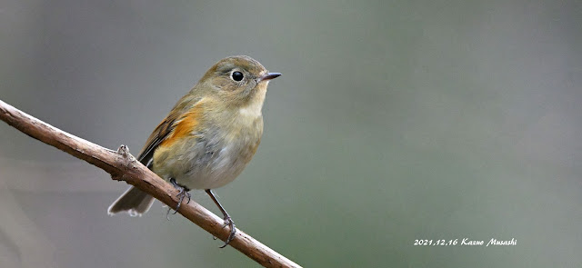 宮城の野鳥