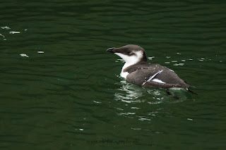 Wildlifefotografie Helgoland Tordalk