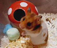 ハムスター🐹