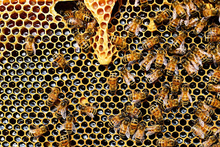 Ficou curioso(a)? Clique aqui e conheça as abelhas matemáticas!