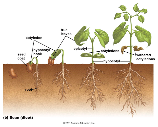 Seed Germination - REPRODUCTION AND GROWTH OF GREEN PLANTS