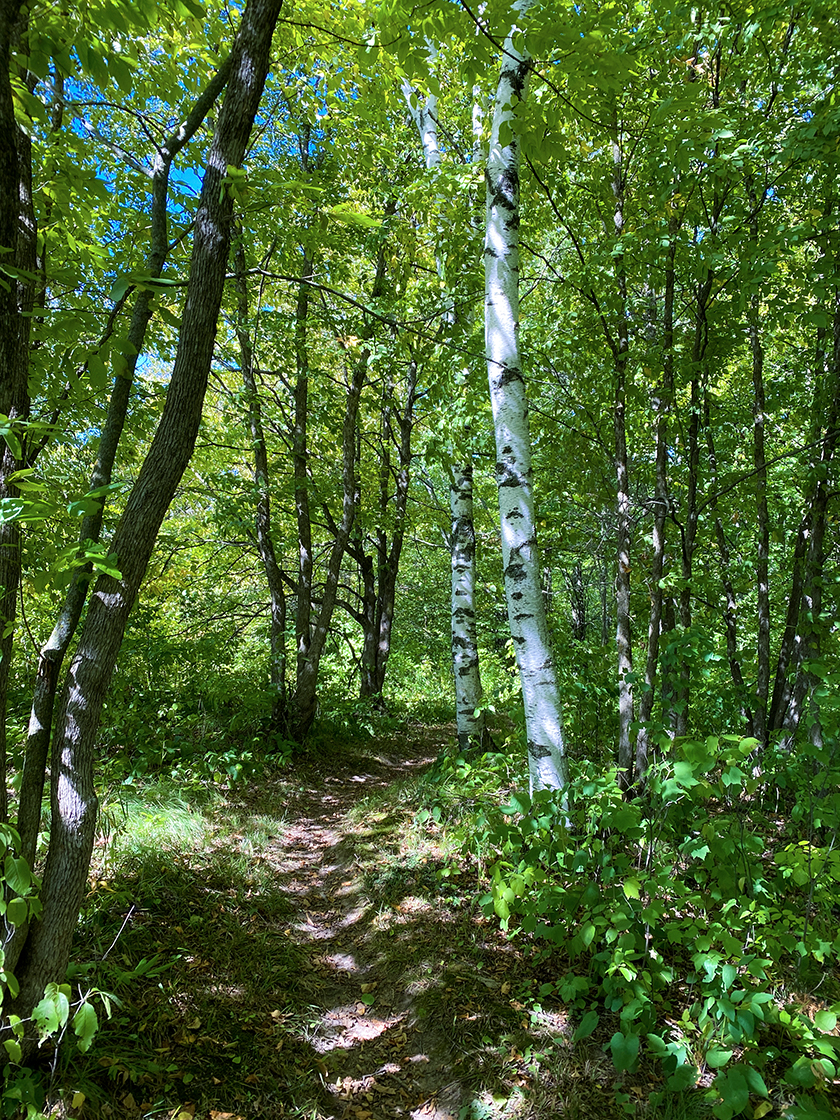 footpath through woodlands