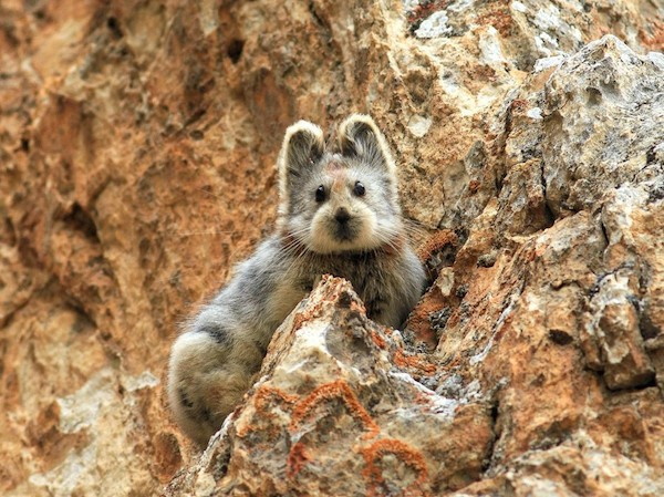 O belo e raríssimo Ili Pika ameaçado pelo aquecimento global