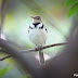 கொடிக்கால் வாலாட்டி [Forest Wagtail]