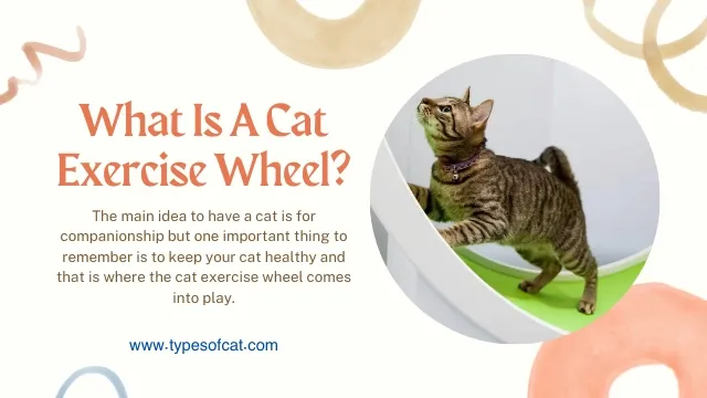 cat exercise wheel