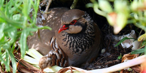 What is the incubation period for partridge eggs?