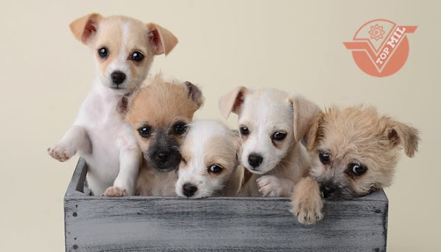 O menor cão do mundo – raças pequenas e saúde de raças