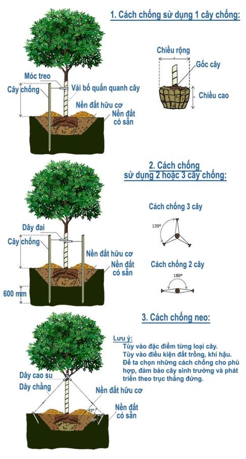 Cách chống giữ cây xanh mới trồng