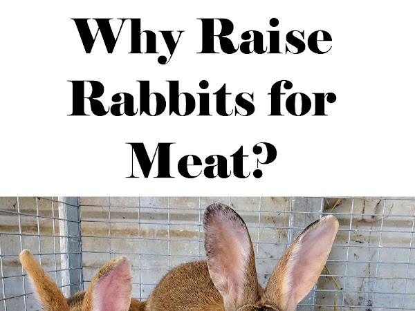 Why Raise Rabbits for Meat?