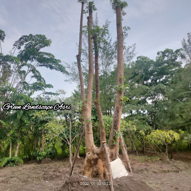 Jual Pohon Pule Taman di Temanggung Berkualitas & Bergaransi