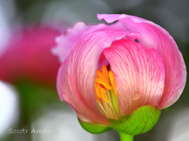 Paeonia obovata