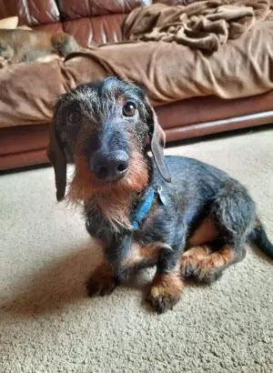 Mini wirehaired best sale dachshund rescue