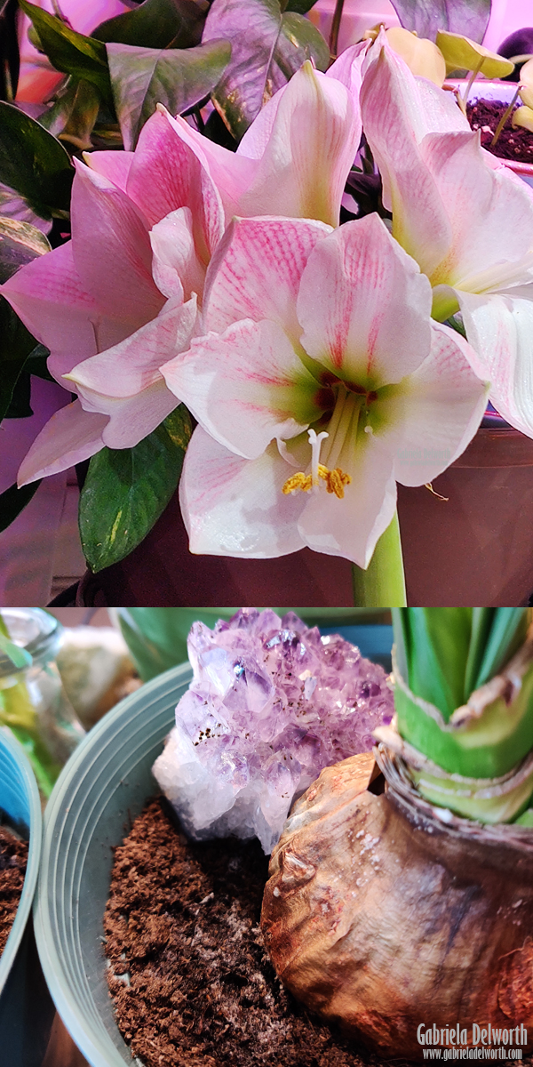 Indoor Gardening: Apple Blossom Amaryllis bulb in full bloom