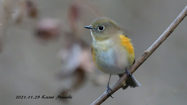 宮城の野鳥