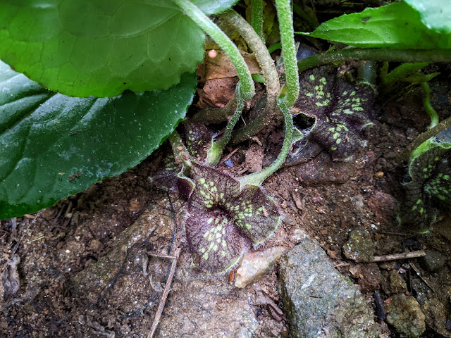 Asarum balansae