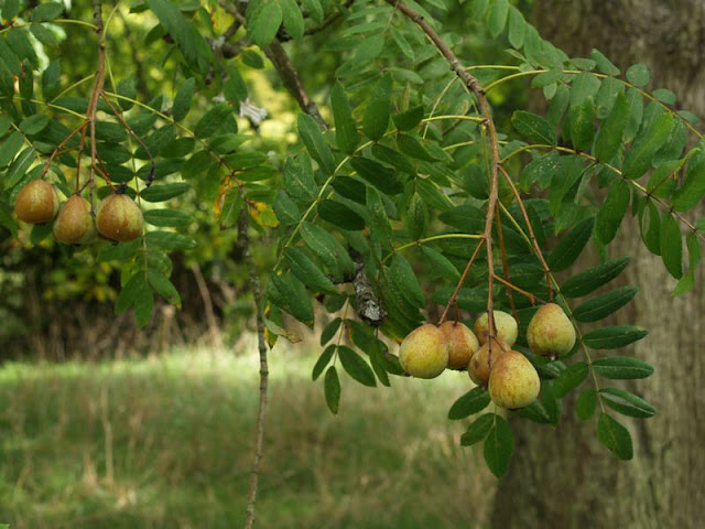 Рябина домашняя (Sorbus domestica)