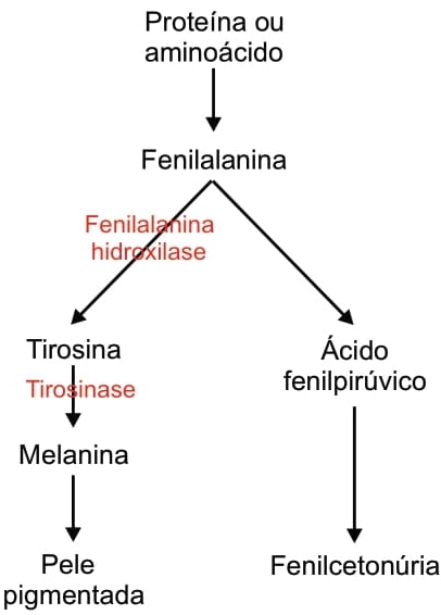 O esquema ilustra de forma resumida o efeito de um gene recessivo pleiotrópico, cujo efeito primário é produzir uma deficiência na enzima fenilalanina hidroxilase.