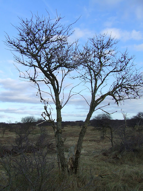 www.jetjesdag.nl | Nicolaas/S fotografie | Amsterdamse waterleidingduinen bij de Zilk |