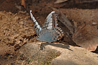 Parthenos sylvia