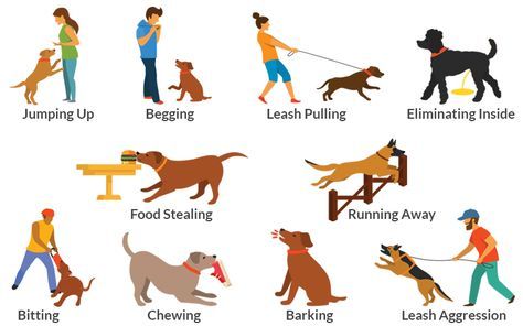 9 Common Dog Behavior Problems