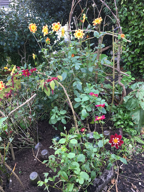 Dahlia bed - late October