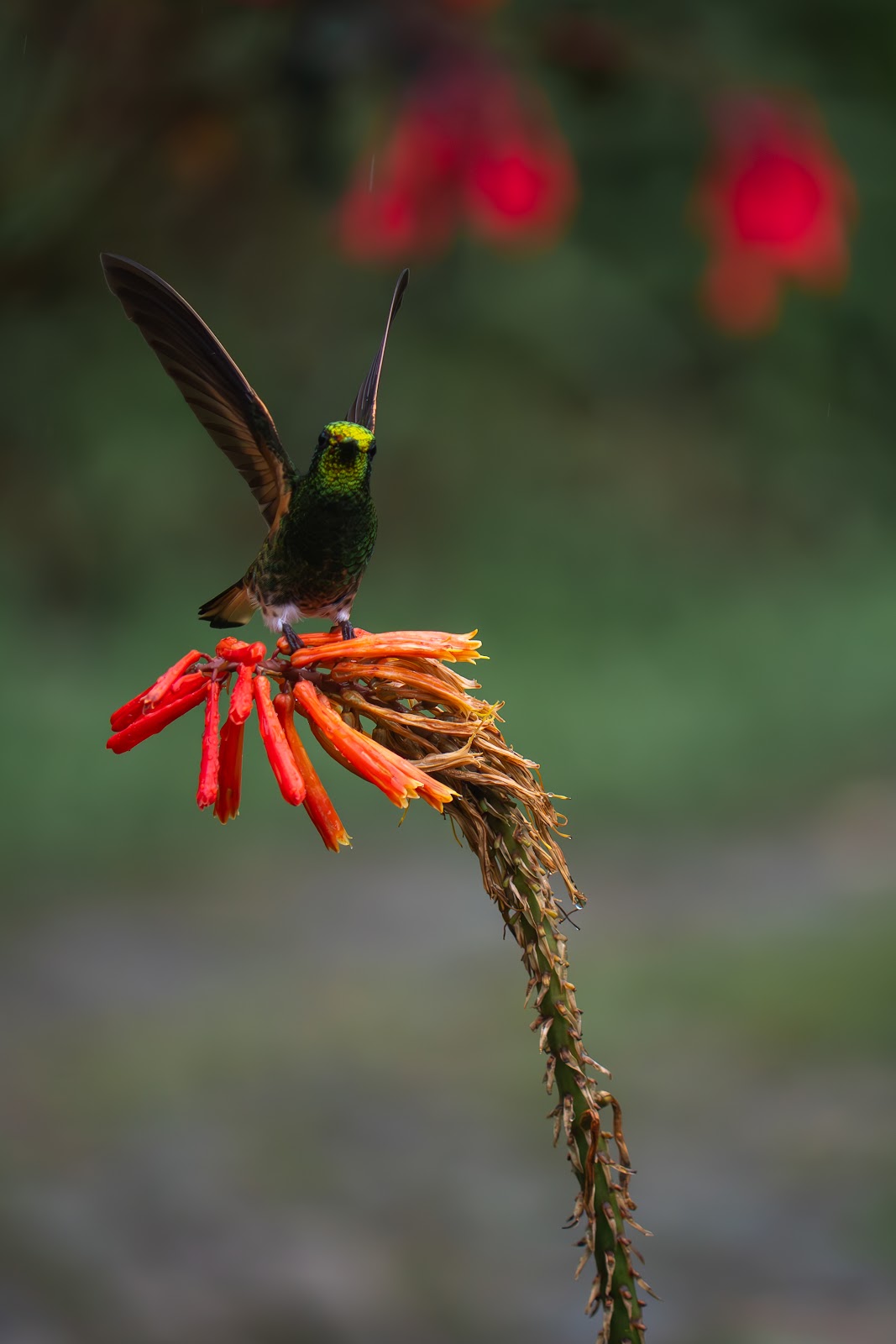 Colombia y Curazao: Pajareo, Amazonas y Caribe - Blogs de Colombia - Día 8: Demostrativa Don Miguel - Reserva Rio Blanco (9)