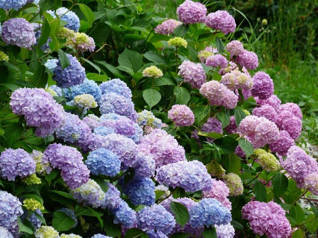 Cuidado de las Hortensias