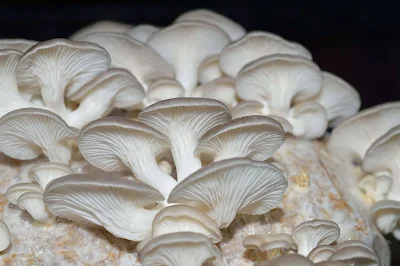 White oyster mushroom supplier in Trivandrum