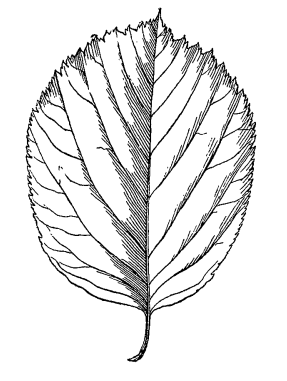Рябина полувойлочная / Ария полувойлочная (Sorbus subtomentosa, =Aria subtomentosa)