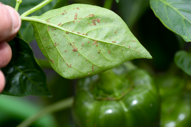 Growing Bell Peppers