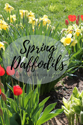 You can keep your spring garden neat by caring for daffodil leaves.