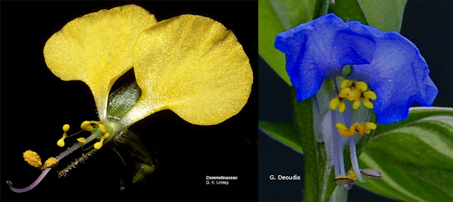 zygomorphic flowers, monosymmetry, bilateral symmetry in Commelinaceae