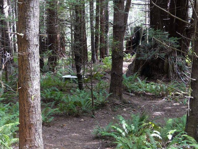 14: bathtub in a forest