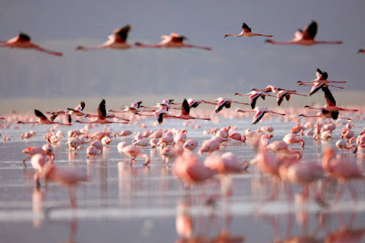 Flamingos at Lake Nakuru Kenya