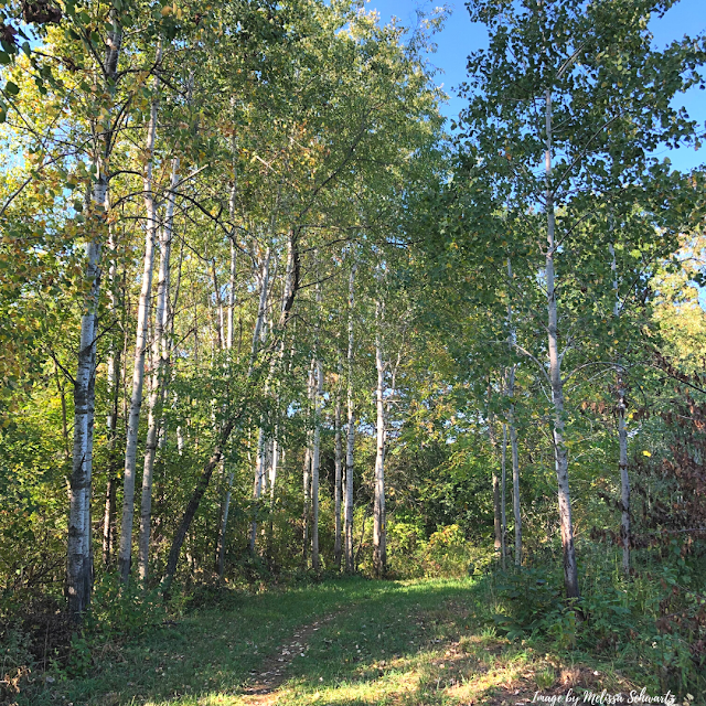 Quaking Aspens dazzle along the Ice Age Trail in Milton, Wisconsin.